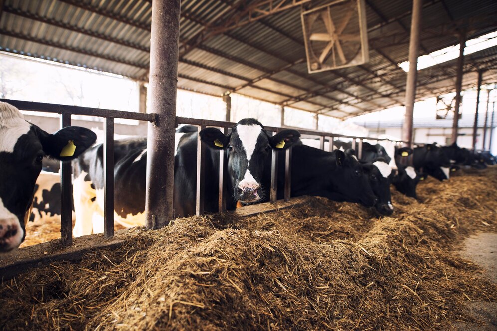 funny-curious-cow-looking-camera-while-other-cows-eating-hay-background-cattle-farm_342744-895